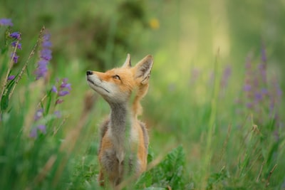 站在草地上的红狐